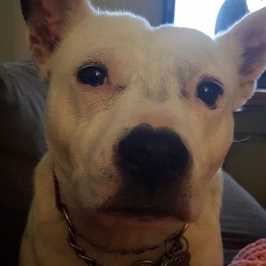 Meet your Posher, Penny